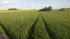 Pszenica ozima Bamberka