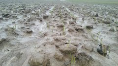 Pszenica ozima Bamberka