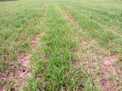 Pszenica ozima Bamberka