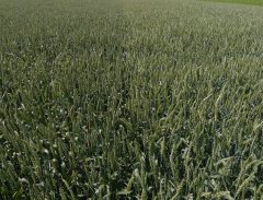 Pszenica ozima Bamberka/Hondia