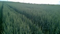 Pszenica ozima Bohemia