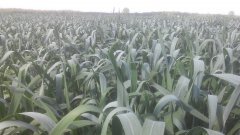 Pszenica Ozima Cubus Kłoszenie