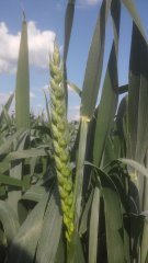 Pszenica Ozima Cubus