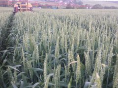 Pszenica ozima Delawar