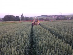 Pszenica ozima Delawar