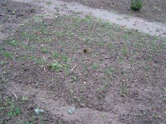 Pszenica Ozima Desamo