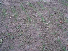 Pszenica Ozima Desamo