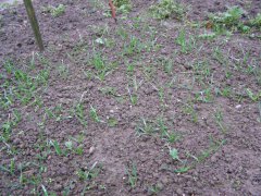 Pszenica Ozima Desamo