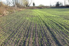 Pszenica ozima Elixer 08.11.2015