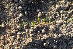 Pszenica ozima Elixer 08.11.2015