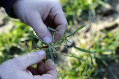 Pszenica ozima Elixer 16.03.2016