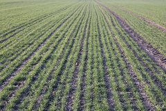 Pszenica ozima Elixer 16.03.2016