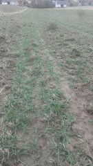 Pszenica Ozima Elixer