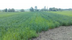 Pszenica ozima Estivus