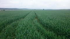 Pszenica ozima Fenomen