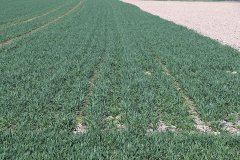 Pszenica ozima Hondia 01.04.2017