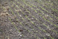 Pszenica ozima Hondia 09.10.2016