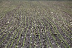 Pszenica ozima Hondia 09.10.2016