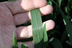 Pszenica ozima Hondia 21.05.2017