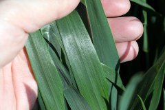 Pszenica ozima Hondia 21.05.2017