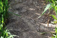 Pszenica ozima Hondia 21.05.2017