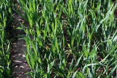 Pszenica ozima Hondia 21.05.2017