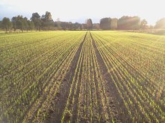 Pszenica Ozima Hondia