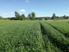 Pszenica Ozima Joker 28.05.17