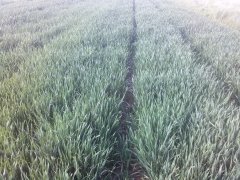 Pszenica ozima Julius