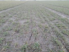 Pszenica ozima Julius