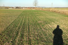 Pszenica ozima Kerubino 08.11.2015