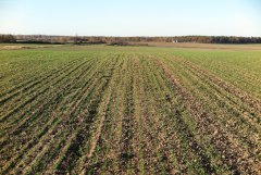 Pszenica ozima Kerubino 08.11.2015