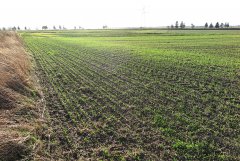 Pszenica ozima Kerubino 08.11.2015