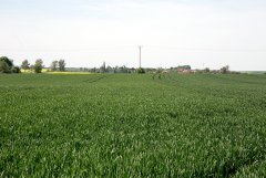 Pszenica ozima Kerubino 22.05.2016