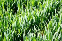 Pszenica ozima Kerubino 22.05.2016