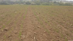 Pszenica ozima   Kilimangaro