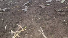 Pszenica ozima KWS Dakota