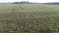 Pszenica ozima  KWS Dakota