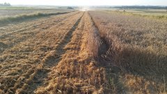 Pszenica ozima KWS Ozon