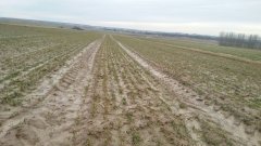 Pszenica ozima KWS ozon