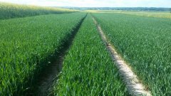 Pszenica ozima KWS ozon