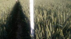 Pszenica ozima KWS ozon