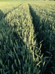 Pszenica ozima Linus