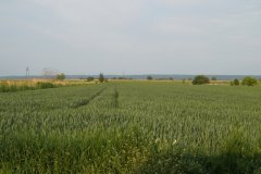 Pszenica ozima Linus