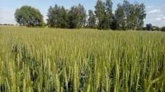 Pszenica ozima Mandala