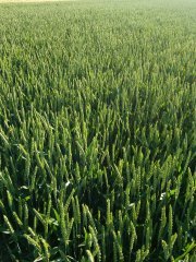 Pszenica ozima Memory