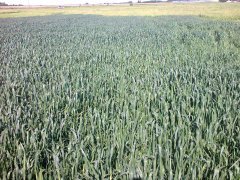 Pszenica ozima Natula