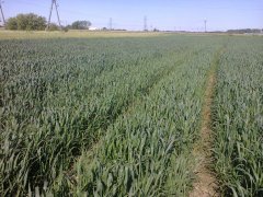 Pszenica ozima Natula