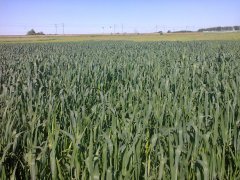 Pszenica ozima Natula