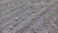 Pszenica ozima odm. Joker